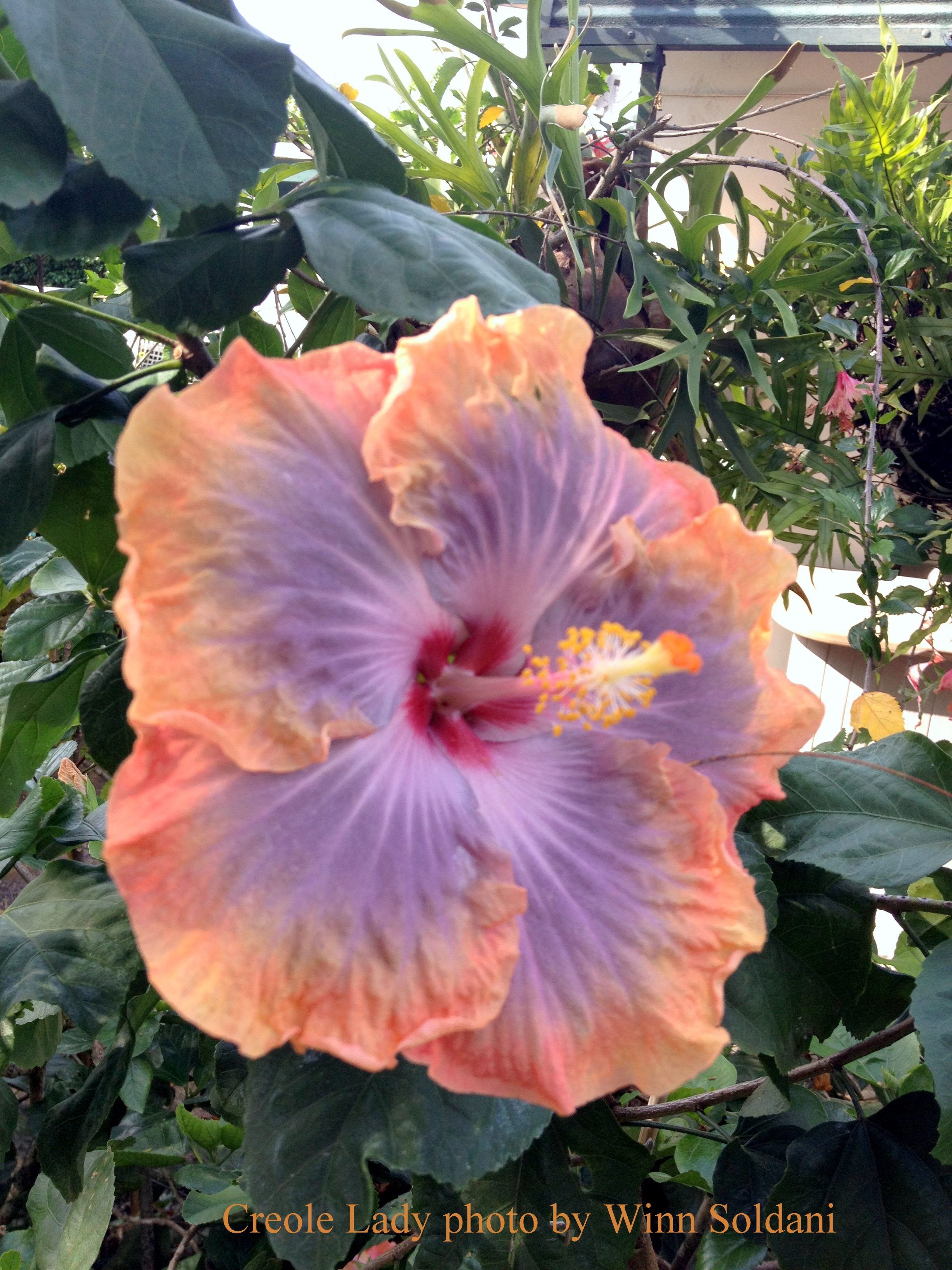 White Hibiscus Plant Near Me Hibiscus Plants Nurseries